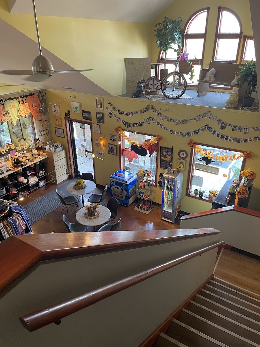 The Region Cat Cafe Photos 2